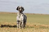 SETTER ANGLAIS 181